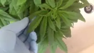 Treating Rust Fungus on cannabis plants