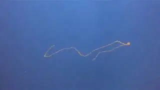 Сальпиды