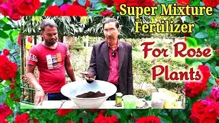 Apply this Super Mixture Fertilizer in your Rose plants and wait for massive results in 1 month time