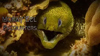 It Was Thought That THIS SEA CREATURE was an INSPIRATION OF ALIEN!