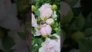 Пион Энжел Чикс.