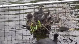 A crowd on the old Coots' nest