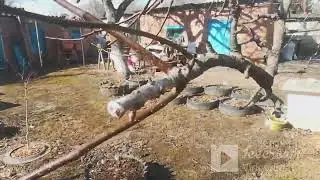 Небольшой обзор растюшек