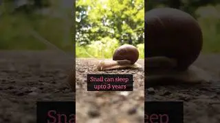 Snail is the only animal to sleep upto 3 years!🤯😴 #snails #facts #shorts