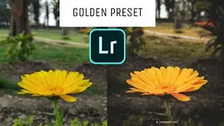Lightroom Mobile Presets. Golden preset. free Lightroom presets.