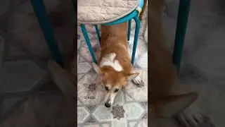 Утро коржиное 🌞 #корги #коргипемброк #corgi #corgilove #corgilife #corgirussia #вельшкорги #собака