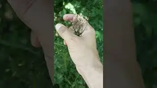 Собери его семена