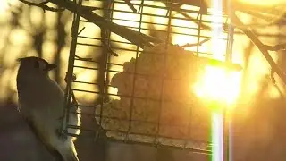 Birds Feeding At a Winter Sunset