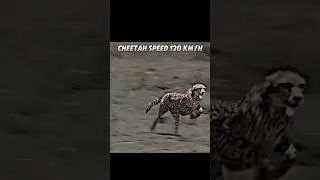 Cheetah vs horse 