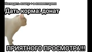 Глажу и кормлю кошку в эфире!!!