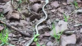 Anguis fragilis