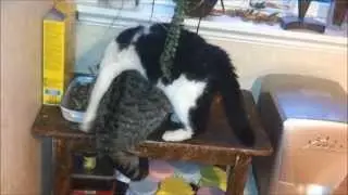 FUNNY CAT FAIL