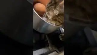 Застала Мусю за неловким занятием! #приколы #кошки  #котики