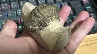 三葉虫の化石を3Dスキャナー3DMAKERPRO SEALでスキャンした。