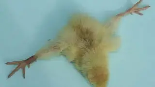 Лечение шпагатика у цыплят/Самый простой и 100% результат!!!