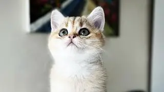 Разбираю ёлку🎄Опять перестановка🤔Вот такой выходной 😻Девочки нет🐱Olga Kirchgessner