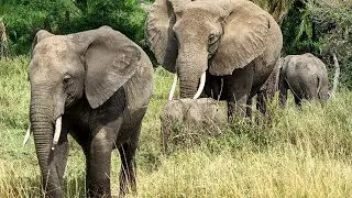 WILDLIFE // Elephants of East africa mating
