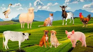 MENGENAL JENIS HEWAN DAN SUARANYA || ANIMALS @Animal Universe