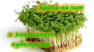 выращивание КРЕСС-САЛАТА в кокосовом субстрате