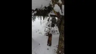 Куница в ящике