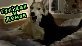 Первая встреча щенка волкособа Гул'Дана с Демоном.