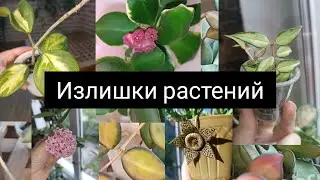 излишки растений