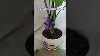 🌹💖💐 Продажа цветов домашней коллекции