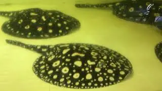 極上のダイヤモンドポルカ - Galaxy Stingray