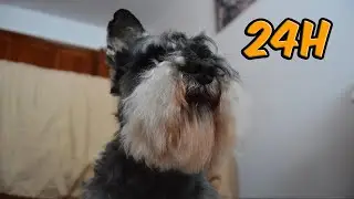 Las aventuras de Fada - 24h