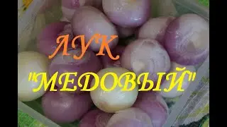 Лук "Медовый"