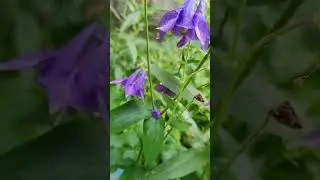 Как пройти мимо этой красоты?!👍✌️🐝