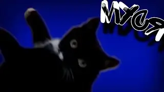 НЕМНОГО О МОЕЙ КОШКЕ:)