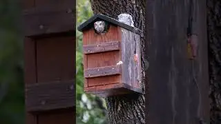 Screech Owls House