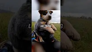 Biker Finds PUPPY Lost On Trail 🥲 Cred: 
