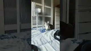 The most beautiful cat meowing