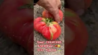 Томат СИАМСКИЕ БЛИЗНЕЦЫ 🍅🧐 2024 Украина 🇺🇦