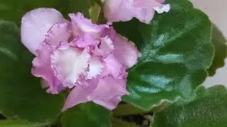 Фиалка РС- Золотая Роскошь, первое цветение. А где же золото?)😊// #africanviolets