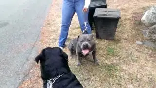 PIT Bull vs Doberman Kavgası