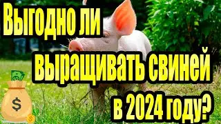 Is Pig Farming Profitable in 2024?