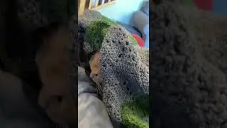 Cat politely asks to be put under blanket, then sneezes.