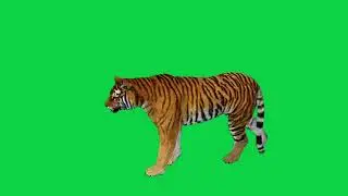 Tiger Green screen video | copyright free | chromakey tiger Green screen