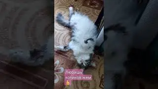 #shortc#Мурка👍