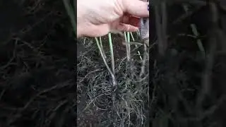 купить хосту НЕПТУН 