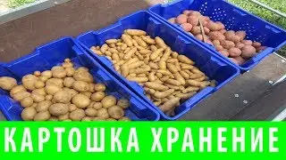 КАК СОХРАНИТЬ КАРТОФЕЛЬ