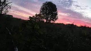 Беляево, рассвет, таймлапс. \Trail camera: snails, birds, bats, clouds, time-lapse.