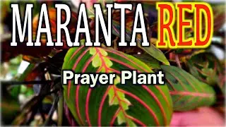 Maranta Red-Prayer Plant  Care & How To Grow?[Plant Tito Japan]
