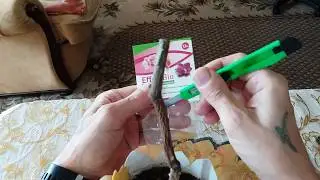 Цитокининовая паста. Не пробуждается почка лимона что делать?