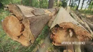 Exploring the Wonders of the Rainforest A Journey into Biodiversity