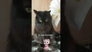 Что подарить на 8 марта #подарокна8марта #котики #смешнаяозвучка