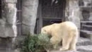 Eisbär spielt mit Christbaum